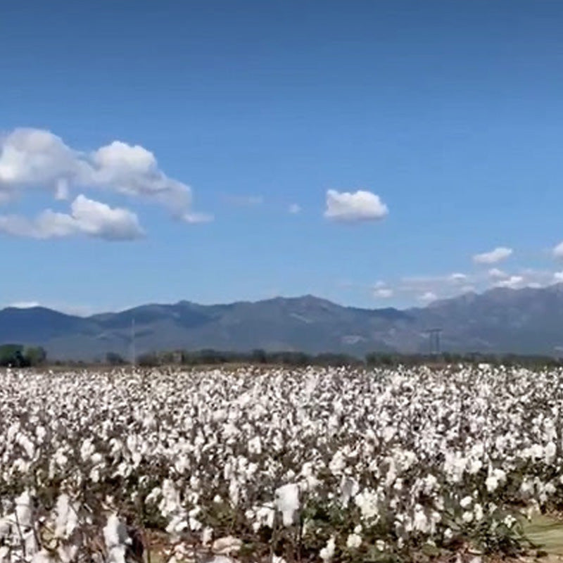 Sustainable Greek Cotton